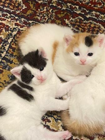 Image 8 of 3 adorable kittens- 8 weeks old (3 Left)