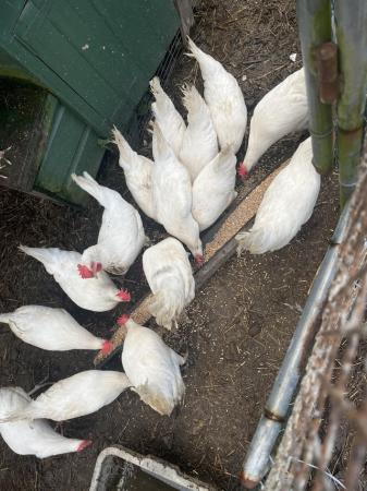Image 2 of White leghorn hybrids Point of lay 24 weeks old