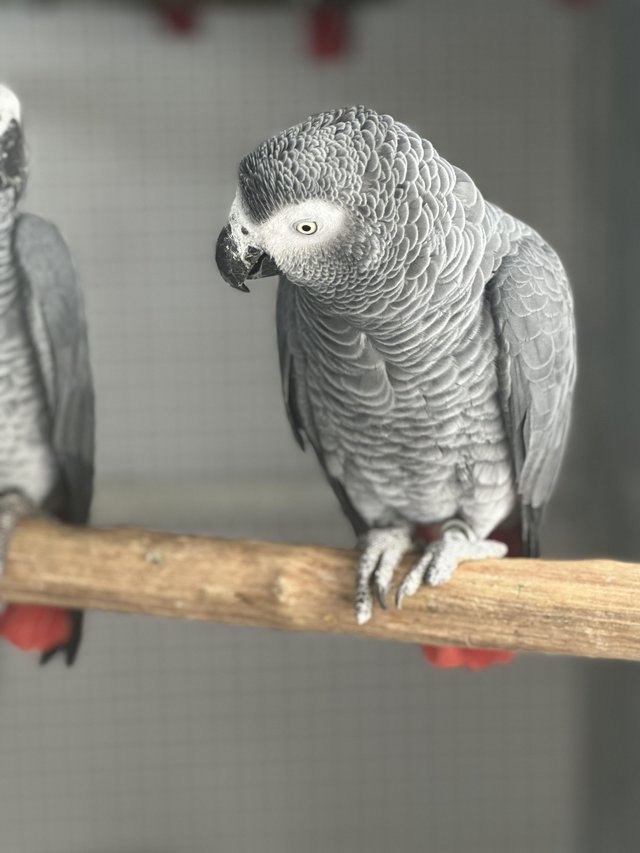 Preview of the first image of African grey parrot (male).