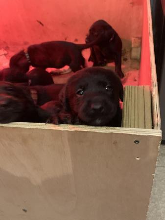 Image 4 of Labrador pups ready to leave