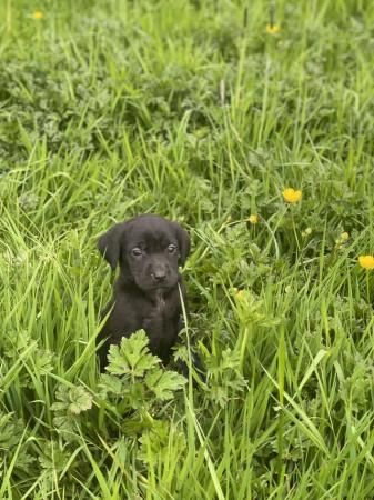 Image 2 of Black Labrador puppies boys and girls
