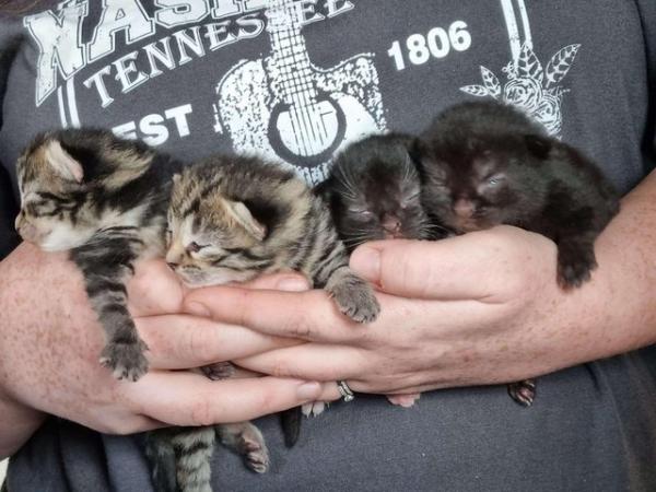 Image 4 of Kittens ready for their new homes beginning of May