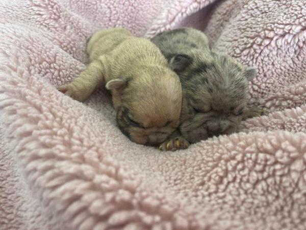 Image 4 of Beautiful Merle french bulldog puppies