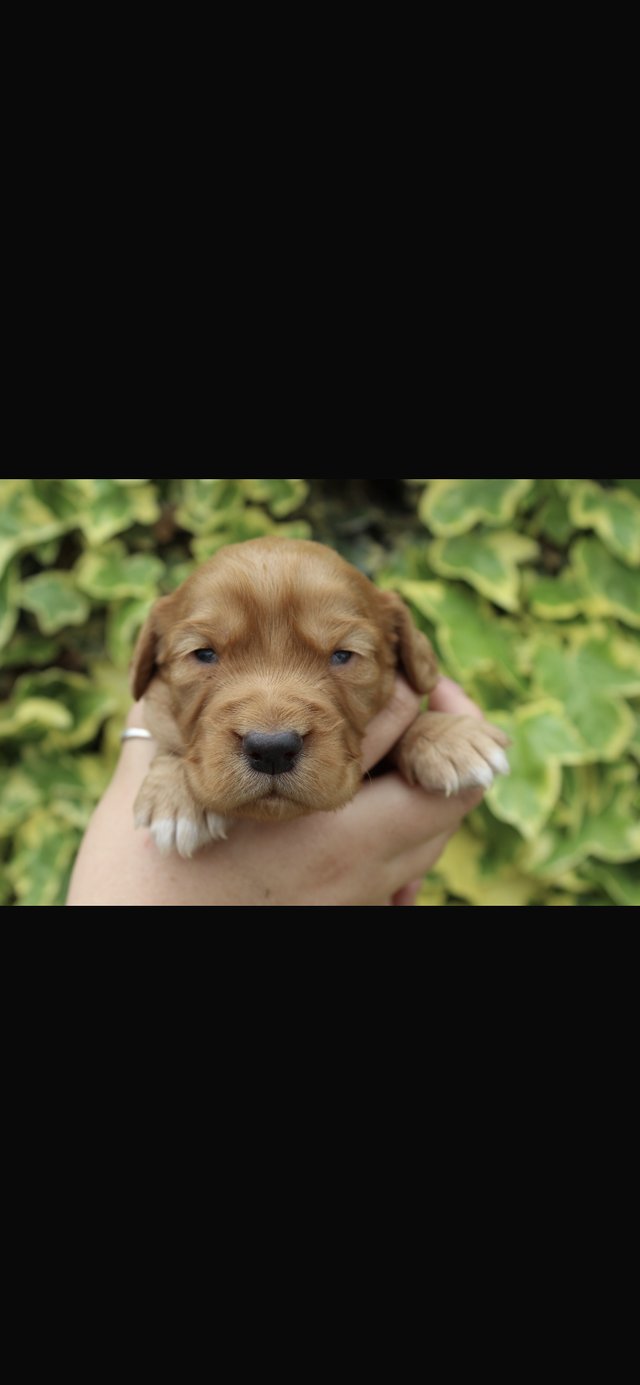 Preview of the first image of FTCH sired red cocker spaniel puppies.