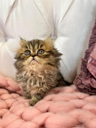 Image 3 of ** 5 gen pedigree Persian kittens ***