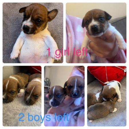 Image 10 of Jack russel mixed litter