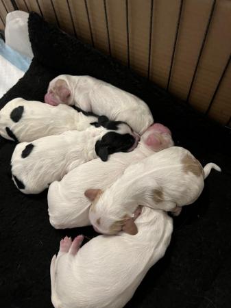Image 5 of Sprocker spaniel puppies 2 females left!!!