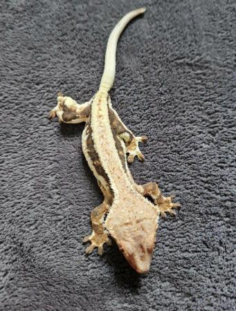 Image 6 of Lily white crested gecko Pinestipe