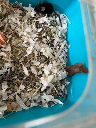 Image 2 of Baby fancy buck mice ready to leave now