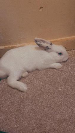 Image 4 of Hy I have 2 rabbit left