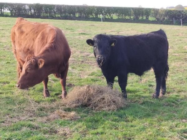 Image 2 of Dexter cow with steer calf at foot
