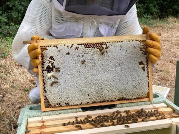 Image 12 of 6 Frame National Nuc of Bees For Spring 2024