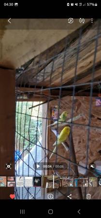 Image 1 of 12 weeks old baby budgies male & female available now