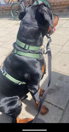 Image 5 of For sale Gorgeous male8month old Dobermann