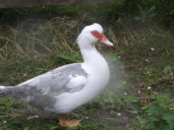 Image 1 of For sale Adult Muscovy Ducks.