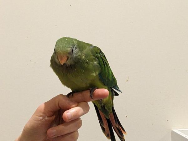 Image 2 of Hand reared talking Australian Superb parrot
