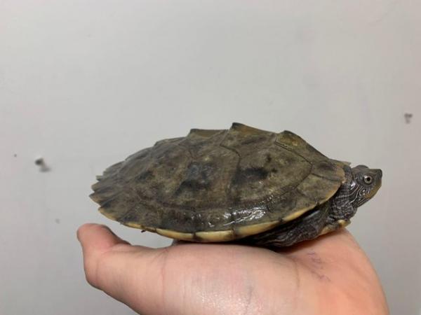 Image 4 of Turtles Available..Cooter, Musk & Map