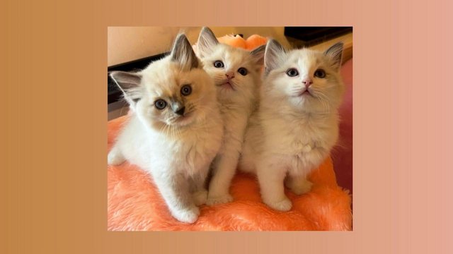 Image 12 of 3 Pedigree Ragdoll Boy Kittens available !