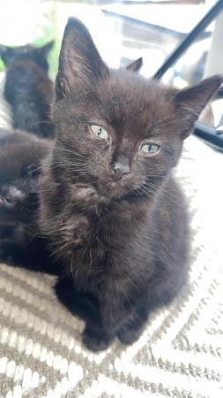 Image 2 of 11 week old all black long furred kittens