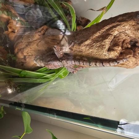 Image 3 of Gargoyle gecko for sale in the Bracknell area