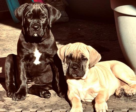 Image 1 of 11 weeks old chunky cane corso pups