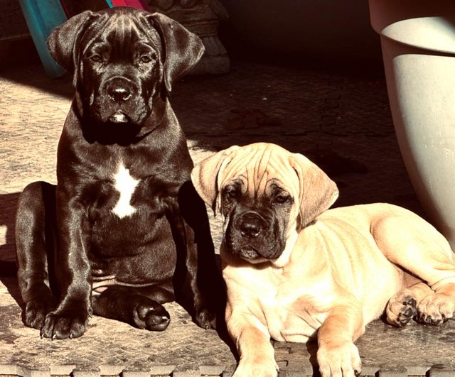 Preview of the first image of 11 weeks old chunky cane corso pups.
