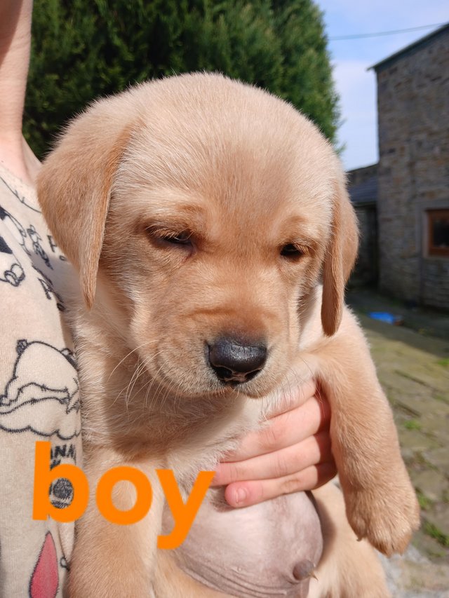 Preview of the first image of Beautiful chunky KC registered labrador puppies.