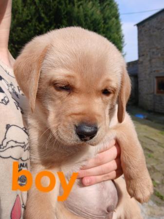 Image 1 of Beautiful chunky KC registered labrador puppies