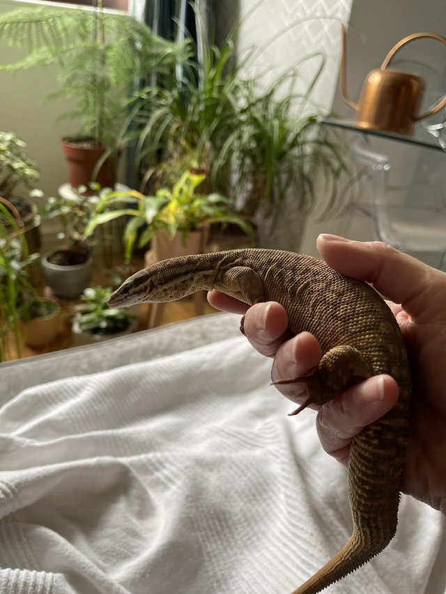 Preview of the first image of Confirmed female Ackie Monitor (Varanus acanthurus).