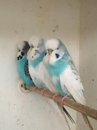Image 2 of Adult and Baby Budgies for sale from £10.00 each