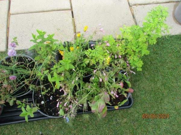 Image 2 of 6 galvanised small planters,3 round,2 with handles,1 hanging