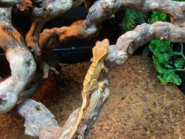 Preview of the first image of Crested Geckos at Birmingham Reptiles.