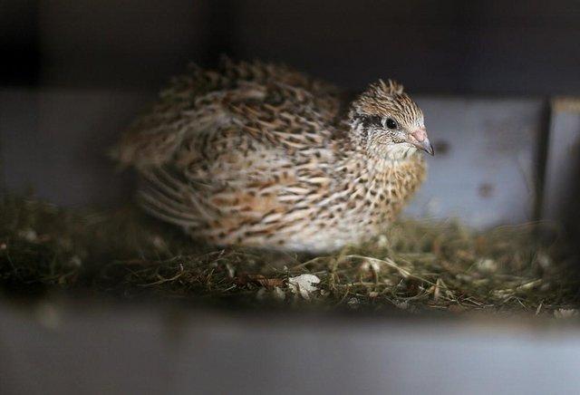 Image 3 of Female quails and breeding quail pairs