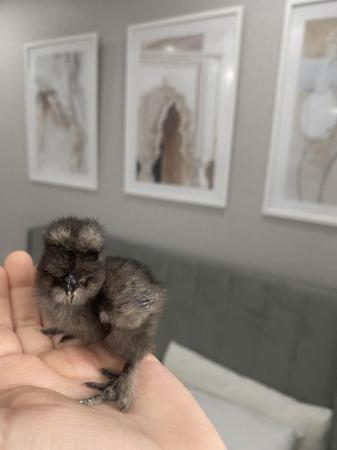 Image 3 of Pure breed Silkie chicks USA and miniature