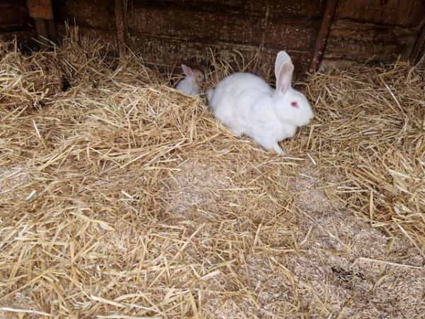 Image 5 of White New Zealand Young Rabbits For Sale