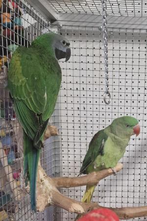 Image 17 of BIRDS/PARAKEETS/PARROTS AVAILABLE