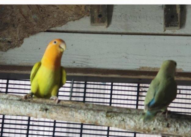 Image 3 of Lovebirds babies 3 months old available