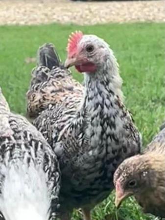 Image 1 of Handsome young silver-laced wyandotte cockerels