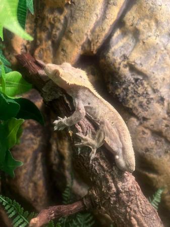 Image 1 of Crested gecko and enclosure for sale £150