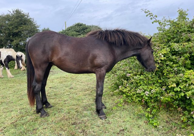 Image 2 of Rising 3 year old Welsh x cob mare