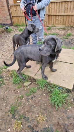 Image 9 of ICCF REGISTERED CANE CORSO PUP LAST BOY AVAILABLE