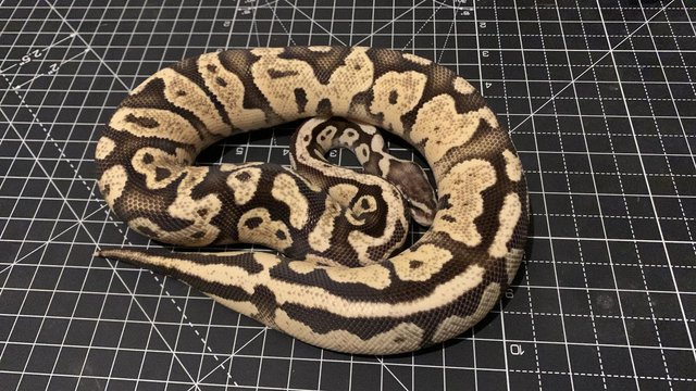 Image 5 of Various Pied Royal Ball Python Snake