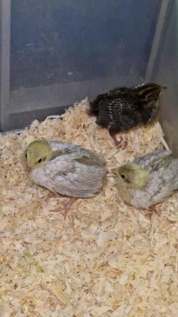 Image 3 of Hatching or eating quail eggs