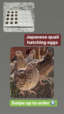 Image 12 of Hatching/fertile bantam and large fowl eggs