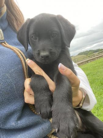 Image 3 of Gorgeous KC reg fully health tested black lab bitch pup