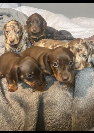 Image 6 of Outstanding miniature dachshund puppies