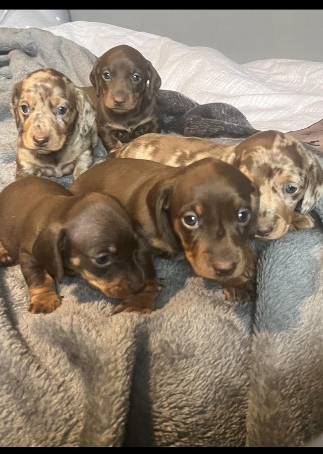 Preview of the first image of Outstanding miniature dachshund puppies.