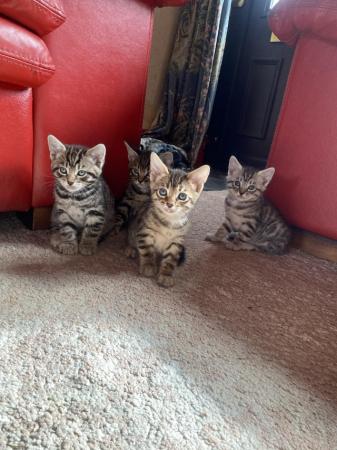 Image 3 of Bengal x savanna kittens for sale