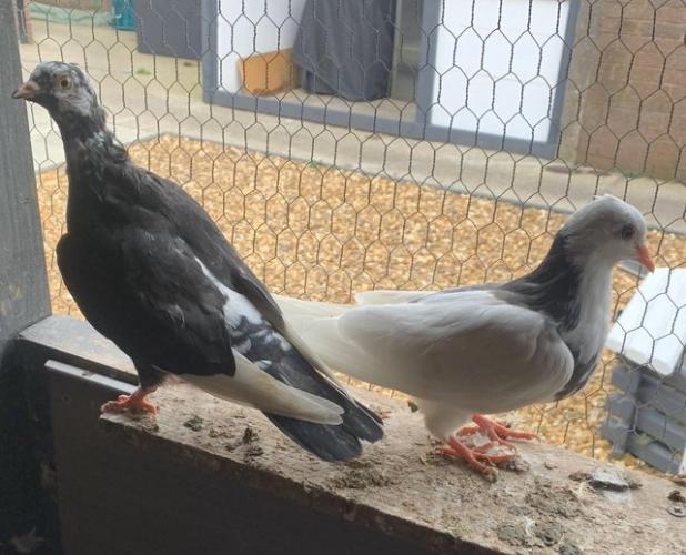 birmingham rollers for sale 2024 young birds For Sale in Wirral