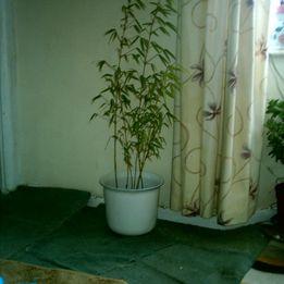 Preview of the first image of bamboo for sale in sn11 calne..